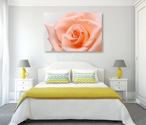 Quadro su tela – Rose in tonalità pesca
