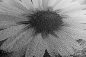 Stampa su tela – Margherita stupenda in bianco e nero