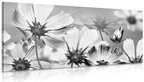 Quadro su tela – Fiori da giardino in bianco e nero
