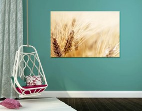 Quadro su tela – Campo di grano