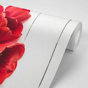Carta da parati – Tulipani rossi in fiore