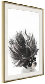 Poster  Funny Chihuahua  Cornice Quadri Cornice d'oro con passe-partout, Larghezza x Altezza Home decor 40x60