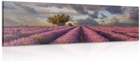 Stampa su tela – Terra dei campi di lavanda