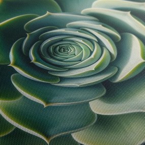 Quadro su tela – Bellezza della pianta grassa