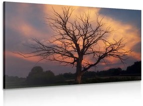 Stampa su tela – Splendido albero sul prato