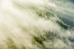 Carta da parati – Bosco nebbioso