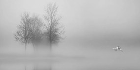 Quadro su tela – Alberi nella nebbia in bianco e nero