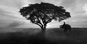 Stampa su tela – Elefante all'alba in bianco e nero