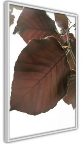 Poster Burgundy Tilia Leaf