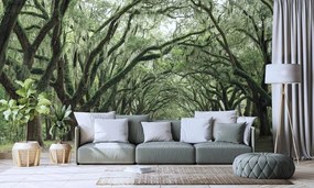 Carta da parati – In abbraccio degli alberi