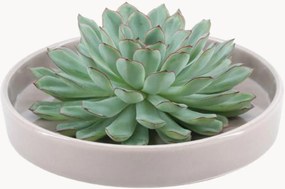 Pianta vera succulenta Echeveria Pulidonis