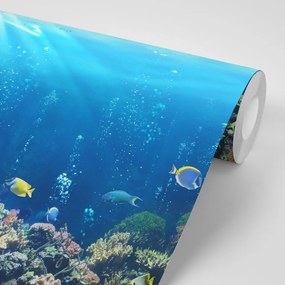 Carta da parati autoadesiva – Pesci tropicali