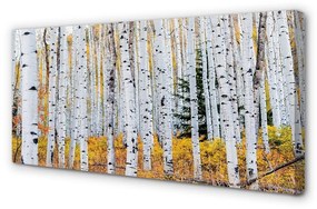 Foto quadro su tela Birch autunnale 100x50 cm