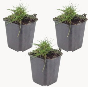 Set di 3 piante vere Bearskin Fescue Festuca gautieri