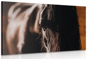 Stampa su tela – Cavallo maestoso