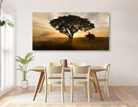 Quadro su tela – Elefante all'alba