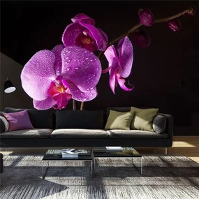 Fotomurale  di buon gusto  orchidea  Colore Nero, Dimensioni e Misure 450x270