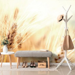 Carta da parati – Campo di grano