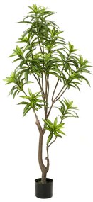 Albero Di Dracaena Artificiale 155 Cm Verde /