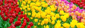 Stampa su tela – Giardino pieno di tulipani