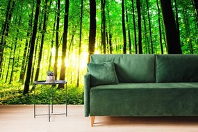 Carta da parati – Freschezza della foresta