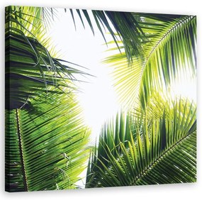 Quadro su tela, foglie di palma