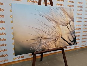 Quadro su tela – Soffione nel campo all'alba
