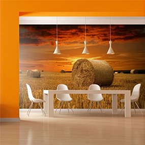 Fotomurale  Campi d'oro  Colore Beige, Dimensioni e Misure 350x270