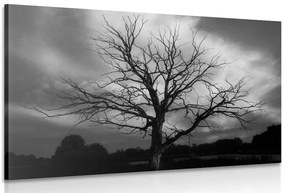 Quadro su tela – Albero sul prato in bianco e nero