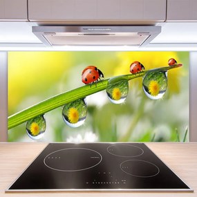Pannello paraschizzi cucina Foglia di coccinella della natura 100x50 cm
