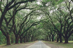 Carta da parati autoadesiva – In abbraccio degli alberi