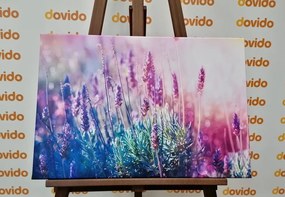 Quadro su tela – Fiori magici di lavanda