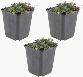 Set di 3 piante vere Timo strisciante Thymus praecox Coccineus