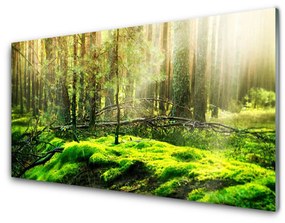 Quadro vetro Foresta di muschio Natura 100x50 cm