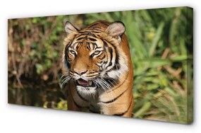 Quadro su tela Foresta di tigre 100x50 cm