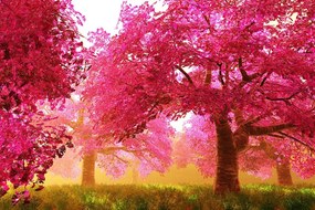 Carta da parati autoadesiva – Alberi di ciliegio in fiore