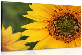 Stampa su tela – Girasole giallo