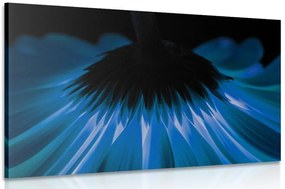 Quadro su tela – Gerbera blu su sfondo scuro