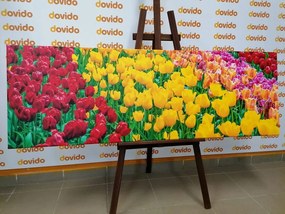 Stampa su tela – Giardino pieno di tulipani