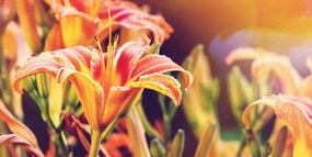 Stampa su tela – Splendidi fiori da giardino