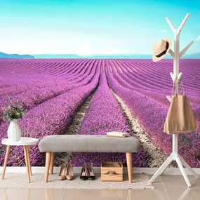 Carta da parati – Campo di lavanda infinito