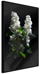 Poster  White Lilac  Cornice Quadri Cornice nera, Larghezza x Altezza Home decor 40x60