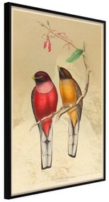 Poster  Ornithologist's Drawings  Cornice Quadri Cornice nera, Larghezza x Altezza Home decor 20x30