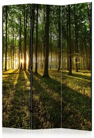 Paravento Morning in the Forest [Room Dividers]