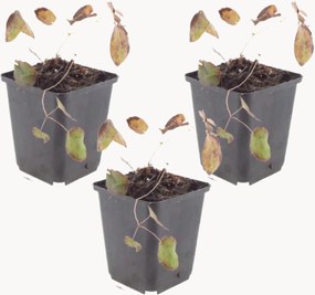 Set di 3 piante vere Barrenwort Epimedium Rubrum