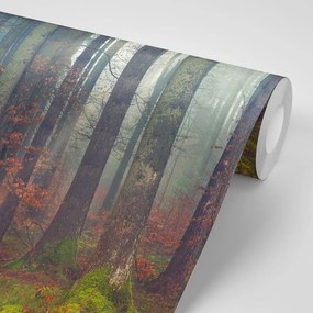 Carta da parati – Mistero del bosco