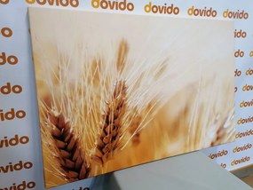 Stampa su tela – Campo di grano
