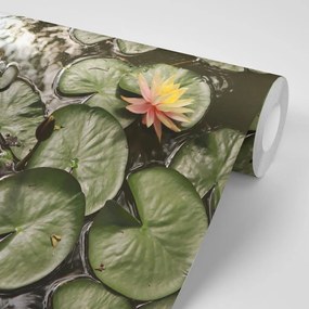 Carta da parati – Fiore di loto in giardino