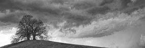 Stampa su tela – Alberi solitari in bianco e nero
