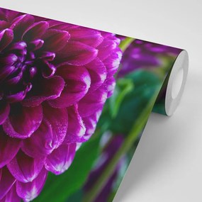 Carta da parati autoadesiva – Fiore viola meraviglioso
